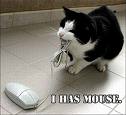 Mouse cho máy tính dần bị thay thế